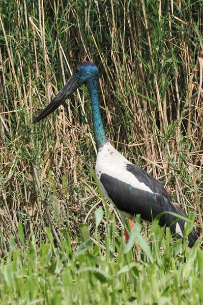 Zwarte ooievaar bij Daintree River, Australië